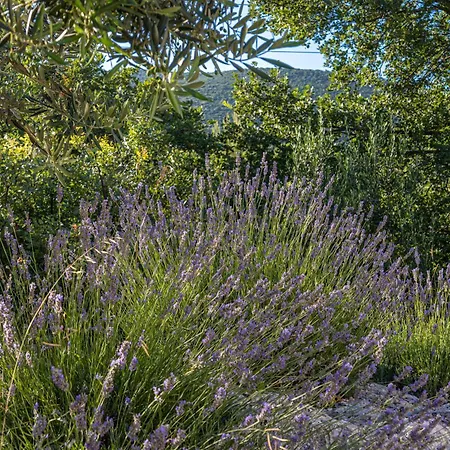 Olive Nest With Sensational View *